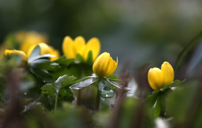 Eranthis-Versuch-1.jpg