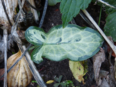 2017-10-12 Arum italicum 'Monksilver'.jpg