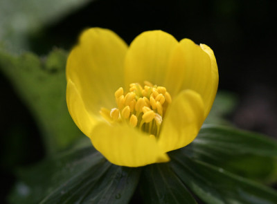 Eranthis-Versuch-2.jpg
