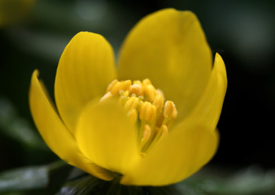 Eranthis-Versuch-4.jpg