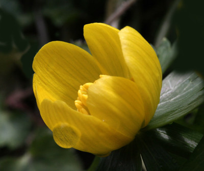 Eranthis-Versuch-7.jpg