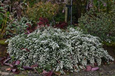 Aster-Snowflurry.17-2.jpg