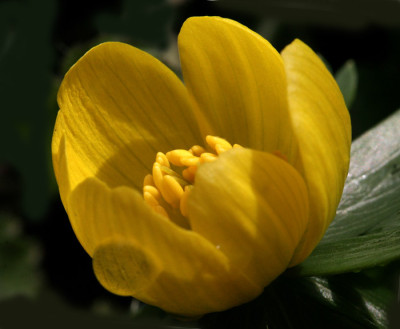 Eranthis-Versuch-8.jpg