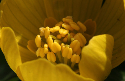 Eranthis-Versuch-9.jpg