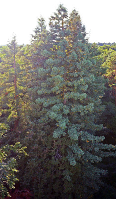 redwoods.jpg