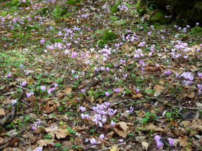 P1110447.JPG