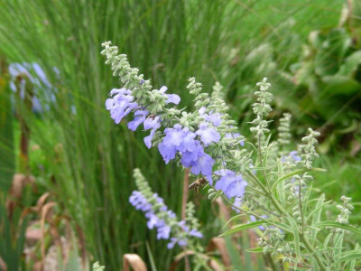Salvia azurea Miscanthus 'Grazillimus' DSCN9530.JPG