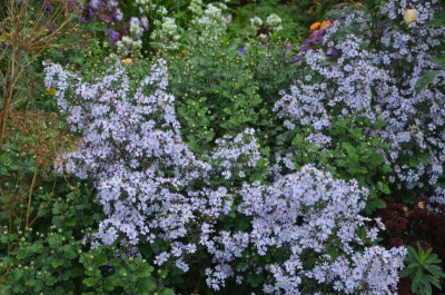 Aster_cordifolius-Ideal.17-2.jpg