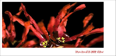 Hamamelis_Ruby_Glow_1_25-02-2006.jpg