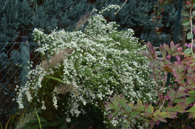 Aster-ericoides-Schneetanne.17-1.jpg