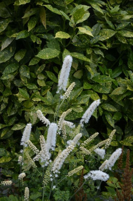Cimicifuga_simplex.17-1.jpg