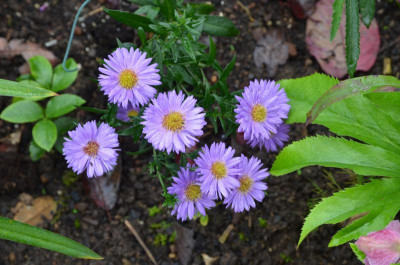 Aster-Sämling.17-2.jpg