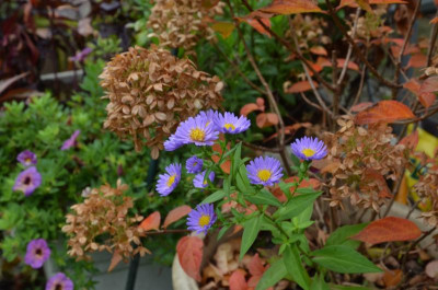Aster-Sämling.17-1.jpg