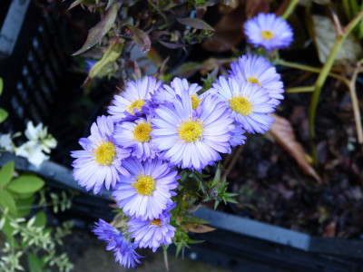 2017-10-12 Aster ''Violet Ada''.jpg