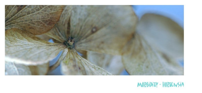 Hortensia_1_12-02-2006.jpg