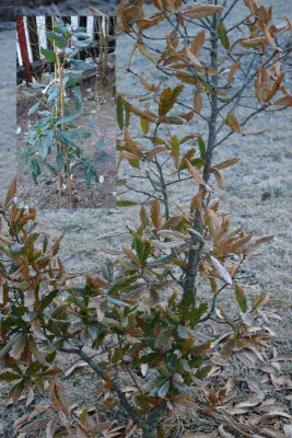 quercus-turneri.jpg