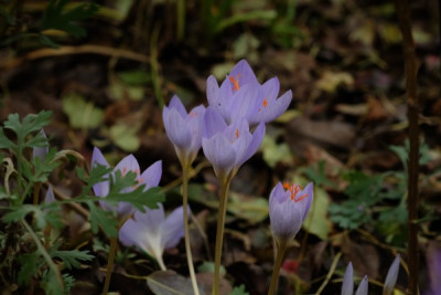 DSCF3979_2690.JPG