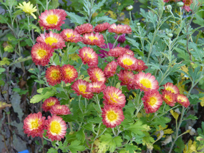 2017-10-14 Chrysanthemum Schleipfer 'Nr. 61'.jpg