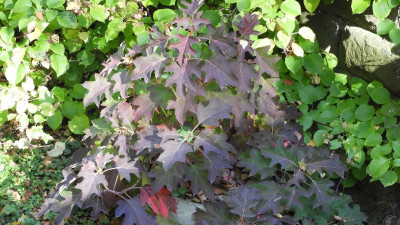 DSCN1029.JPG