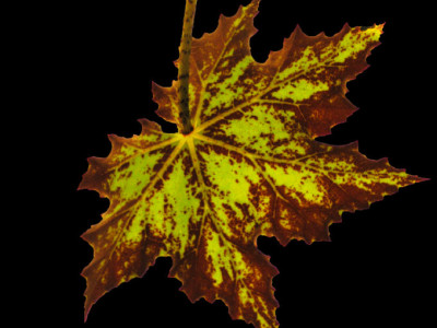 070210_Begonia_Poweri.jpg
