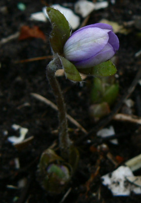 Hep-Erstling_07_01_30_a.jpg