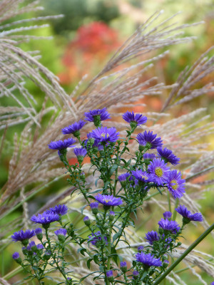 2017-10-14 Gartenimpressionen 1.jpg