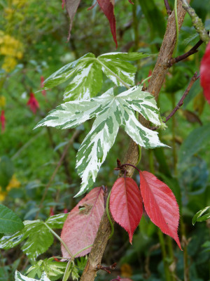 2017-10-14 Gartenimpressionen 2.jpg