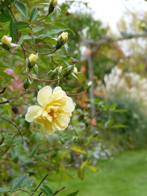 2017-10-14 Gartenimpressionen 3.jpg