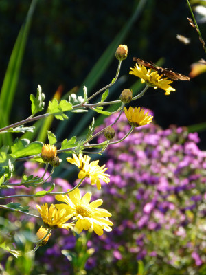 2017-10-14 Gartenimpressionen 5.jpg