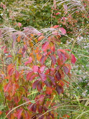 2017-10-14 Parrotia subaequalis 2.jpg
