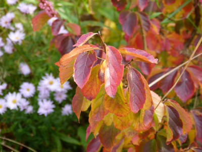 2017-10-14 Parrotia subaequalis 1.jpg
