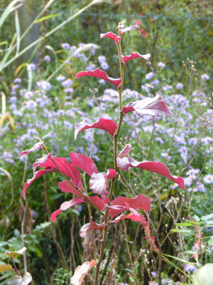 2017-10-14 Parrotia 'Felicie'.jpg