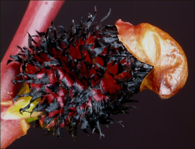 Salix.jpg