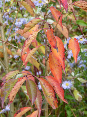 2017-10-14 Prunus yedoensis.jpg