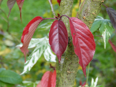 2017-10-14 Prunus serrulata 'Royal Burgundy'.jpg