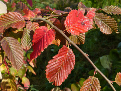 2017-10-14 Carpinus betulus 'Rockhampton Red'.jpg