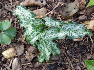 2017-10-14 Arum italicum 'Berliner Silber'.jpg