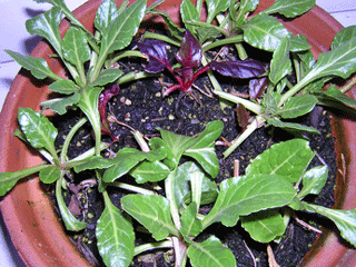 DSCN3028_2.gif