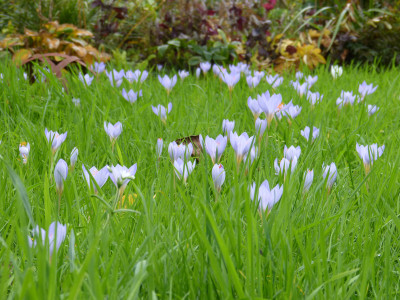 2017-10-14 Crocus speciosus 2.jpg