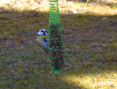 Blaumeise1.jpg