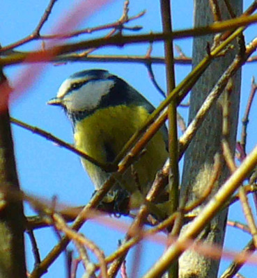 Blaumeise2.jpg