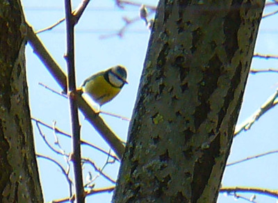 Blaumeise3.jpg