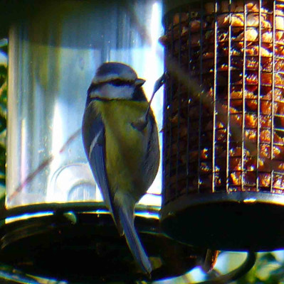 Blaumeise4.jpg