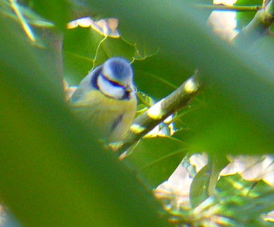 Blaumeise5.jpg