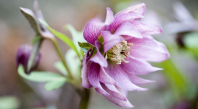 helleborus.jpg