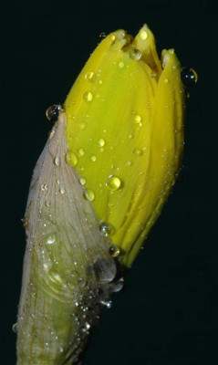 A2084a_Large.JPG