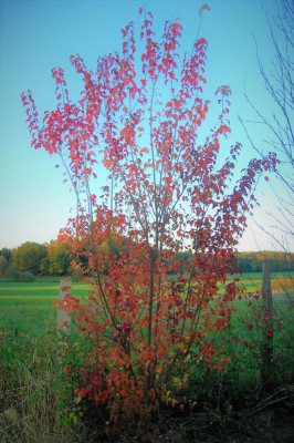 DSC_0319.JPG