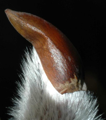 A2188a_Large.JPG