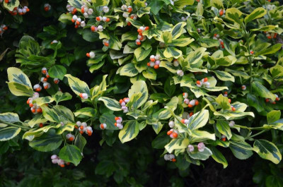 Euonymus_fortunei-EmeraldGold.16-2.jpg