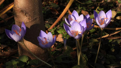 GidW - Crocus speciosus.jpg